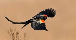 Black Bird With Red Spot On Chest Birds Of A Feather Beautiful Birds Bird Sightings Pretty Animals
