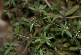 Image result for Oldenlandia capensis