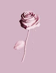 #wallpaper #soft focus #mine white roses and st. Aesthetic Iphone Rose Gold Flower Wallpaper Novocom Top