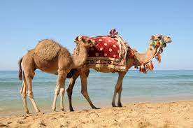 Bedouin camels on vacation at the beach. Camel Beach Bodrum Arrivalguides Com