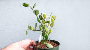 Fresh cut on 7/1/2021 in water and coir for two days. Introducing The Beautiful Silver Dollar Vine Mulhall S