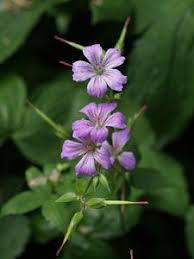 Geranium Nodosum Bergwald Storchschnabel Geranium Garden Plants Shade Garden Und Geraniums