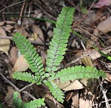 Image result for Adiantum hispidulum
