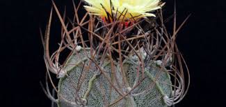 While horns are a predominantly male feature, some breeds of goats have horned. Astrophytum Capricorne Goat S Horn Cactus World Of Succulents