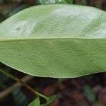 Image result for Garcinia punctata