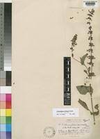 Image result for Orthosiphon schimperi