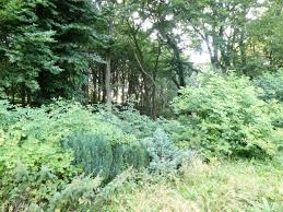 Heute ging es dann mal im zeitraffer und ich finde es erstaunlich was in meinem garten alles so vor si. Unser Wilder Garten Rugeshus