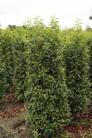 Portugese Laurier Is Een Populaire Soort Haagplant Haagplanten Net Heeft Het Beste Assortiment Haagplanten Voor De Beste Prijzen Wel Kirschlorbeer Hecke Portugiesische Kirschlorbeer Und Kirschlorbeer