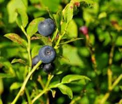 Epingle Sur Jardin