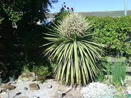What Do I Do With The Palm Flower Stalk Grows On You