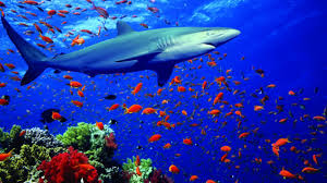 Image result for sea