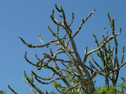 Image result for Euphorbia lividiflora