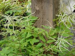 Image result for Stadmannia