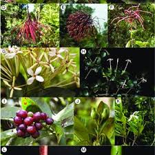 Image result for Ixora longipedunculata