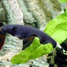 If you're reading this, you are probably considering adding a black ghost knife fish to your aquarium and let me tell you, i can't blame you! Black Ghost Knife Fish Aquatics To Your Door