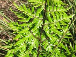 Image result for Cheilanthes quadripinnata