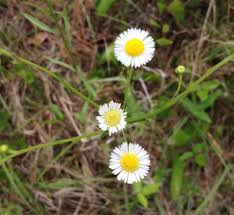 Image result for Oxyanthus strigosus