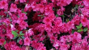 How to choose encore® azalea color patterns. Help To Identify This Azalea