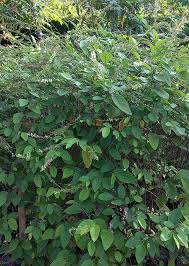 Image result for Pleurolobus