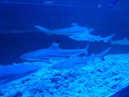 Mint Shanghai Shanghai Shark Tank Fish Pet