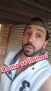 Gallina Que Llama A Sandra