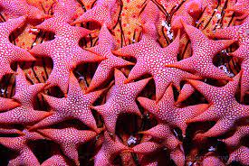 Sea Cucumber Sea Cucumber Sea Design Marine Images