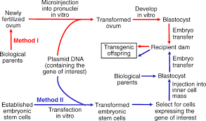 Ethical issues a transgenic organism is a type of genetically modified organism (gmo) that has genetic material for instance, a plant may be given genetic material that increases its resistance to frost. Application Of New Biotechnologies For Improvements In Swine Nutrition And Pork Production Journal Of Animal Science And Biotechnology Full Text