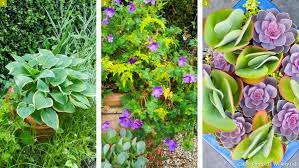 5 plantes pour des jardinieres qui durent longtemps plante pour jardiniere idees de jardin fleur jardiniere