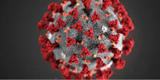 Recently ivermectin has also been studied to treat a range of viruses. Sahpra Has Not Authorised Ivermectin For The Treatment Of Covid 19