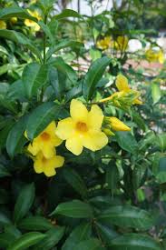 Image result for Allamanda schottii