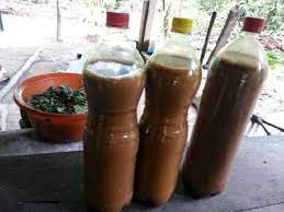 Ayahuasca My Experience The Only Peru Guide