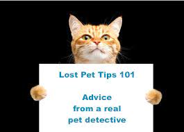 Lost Cat Finder Pet Detective 2021