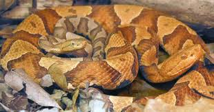 Résultat de recherche d'images pour "copperhead bites"