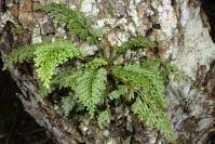 Image result for Asplenium theciferum