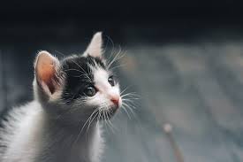 Babykatzen, katzen und süße katzenbabys kaufen oder baby katze weiß kleinanzeigen aus katzen & katzenbabys kaufen, verkaufen & zu. Suss Tier Katze Inlandisch Haustier Portrat Saugetier Suche Piqsels