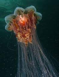 Lions Mane Jellyfish Lion S Mane Jellyfish Lion Mane Jellyfish Species