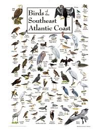 Big Black Birds In Missouri Birds Of The South Atlantic Coast Bird Identification Birds Missouri Birds