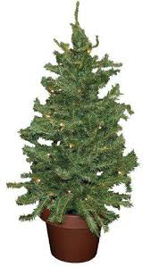 Weihnachtsbaum bequem online kaufen wunschlieferdatum nordmanntannen aus der baumschule made in sauerland viele.die nordmanntanne ist mit abstand der beliebteste weihnachtsbaum! Weihnachtsbaum Im Topf Ab 23 99 Jetzt Bei Preis De Kaufen