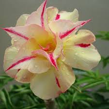 Desert Rose Adenium Obesum Plant Care Instructions With Watering Pruning And Other Requirements Garden Mandy