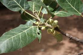 Image result for Ficus ingens