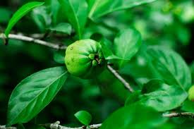 Image result for Catunaregam