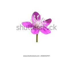 Image result for Gisekiaceae