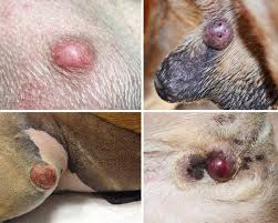 Image result for mastocytoma in dogs