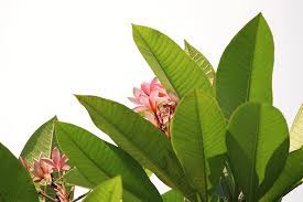 Original hydrangea plant with pink and blue flowers: Large Leaves Pink Flowers Nature Green Plant Tropical Leaf Plant Part Pxfuel