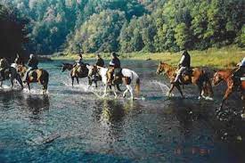Horse Honeymoon Trail Riding Horses Horseback Riding Horse Camp