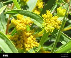 Image result for Flaveria bidentis