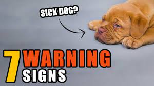 7 Reasons Why Your Dog Is Acting Scared All Of A Sudden Dogvills