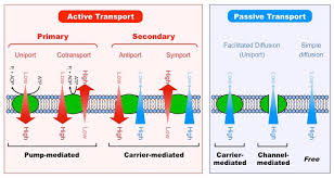 Animal cell plasma membrane transport. Types Of Transport Bioninja