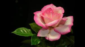 The roses are red, the waxflower and trachelium are white. Beautiful And Romantic Rose Flowers Pictures Youtube