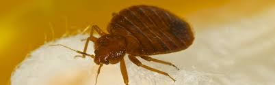 We specialize in green pest management, servicing sfv, westside, ventura and los angeles. Hazmatt Pest Control Termite Bed Bugs Roaches Rodent Ant Exterminator Morehead City Nc Newport Nc New Bern Nc Jacksonville Nc Havelock Nc Emerald Isle Nc Beaufort Nc Swansboro Nc